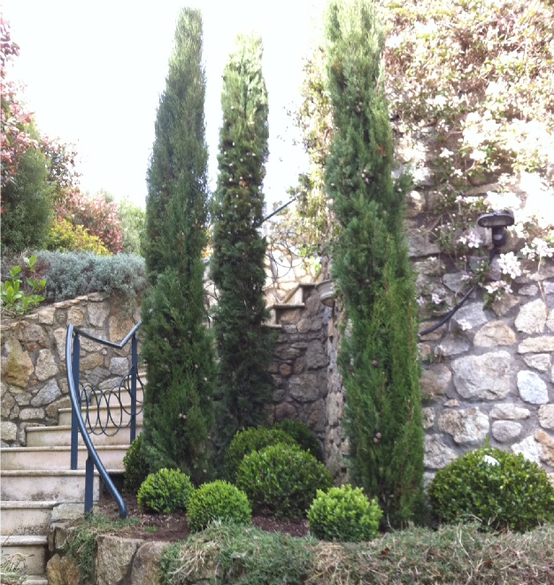 Italian Cypress